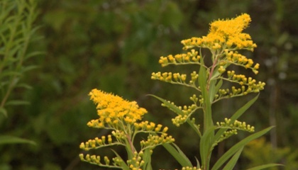 vignette-favj-territoire-vivant-2016-05-plantes-invasives-400