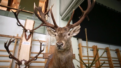 La Diana fête 100 ans de chasse